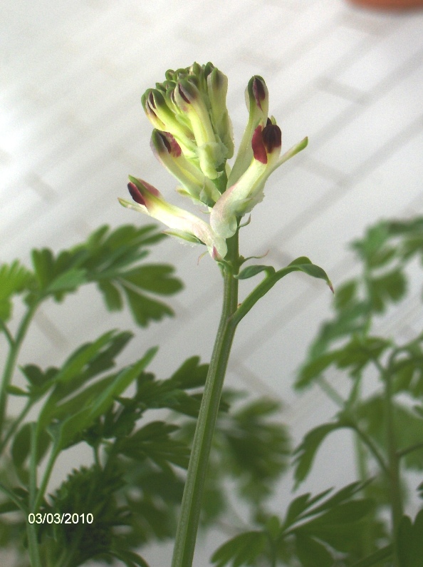 aliena nel vaso -  Fumaria cfr.capreolata